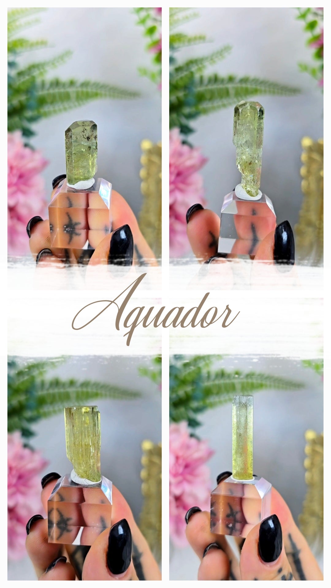 Aquador Specimens on Base