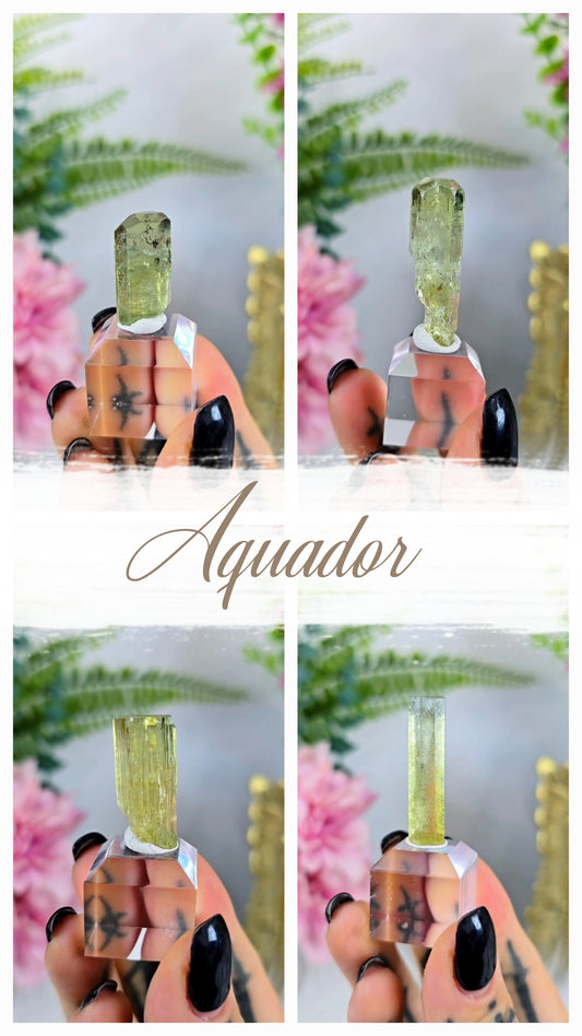Aquador Specimens on Base