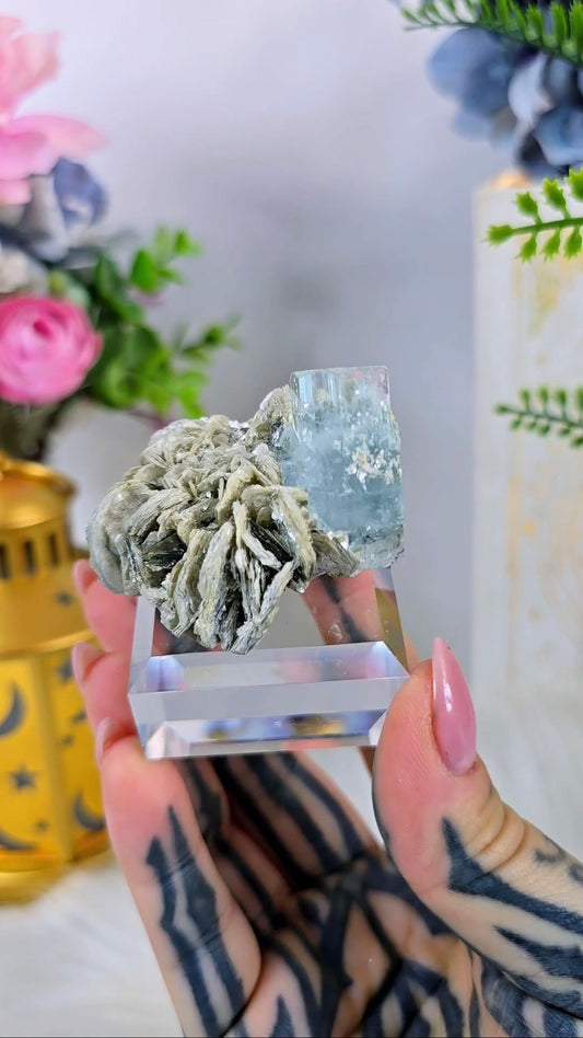 Aquamarine on Muscovite 05 – Premium Beryl Specimen on Clear Display Base