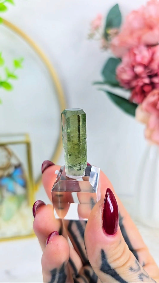 Aquador Specimen on Base 04