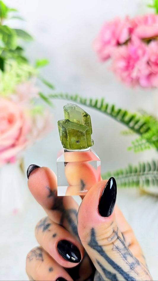 Aquador Specimen on Base 09