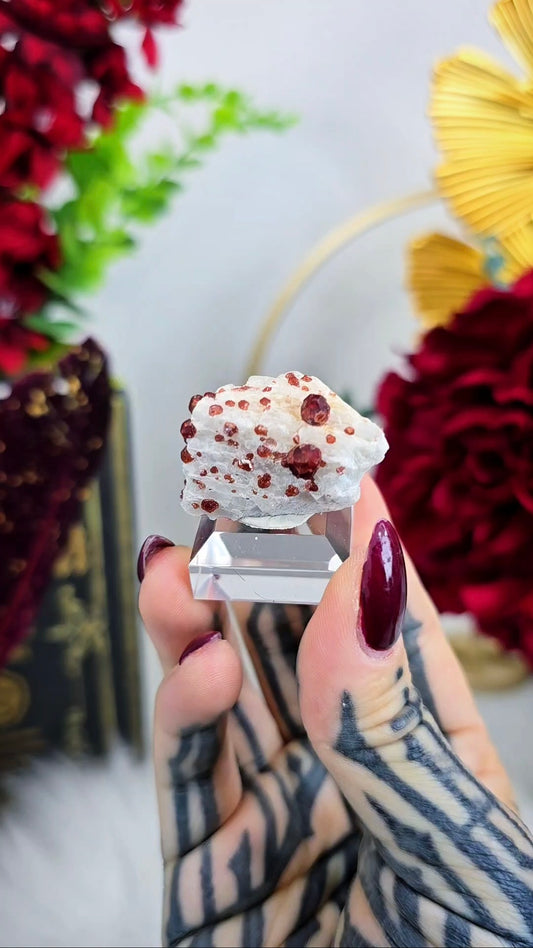 Garnet on Albite Mineral Specimen on Stand G02