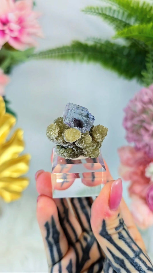 Fluorite on botryoidal Chalcedony on base