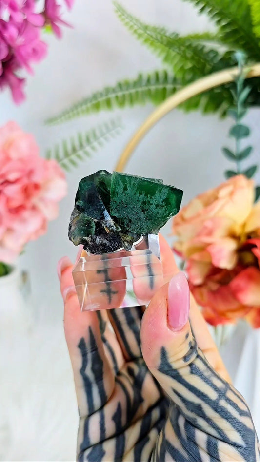 Daylight UV reactive Fluorite / Truffle Pig Pocket
